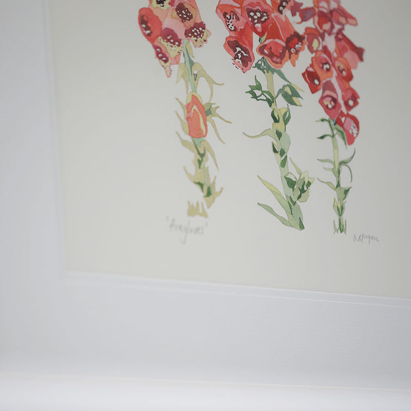 Original Watercolour art by Danielle Morgan. Pink foxgloves from the gardens of Mount Stewart national trust