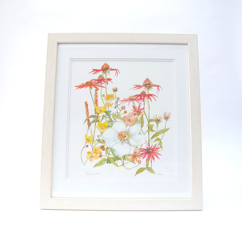 Echinacea watercolour illustration by Danielle Morgan from Flax Fox