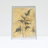Gold Fern