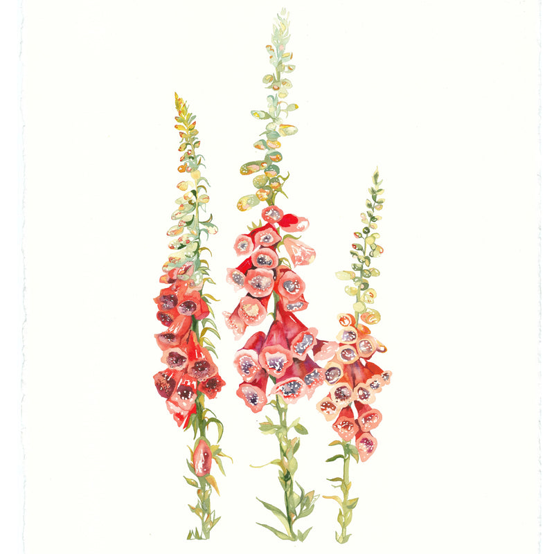 Foxglove art print by Danielle Morgan