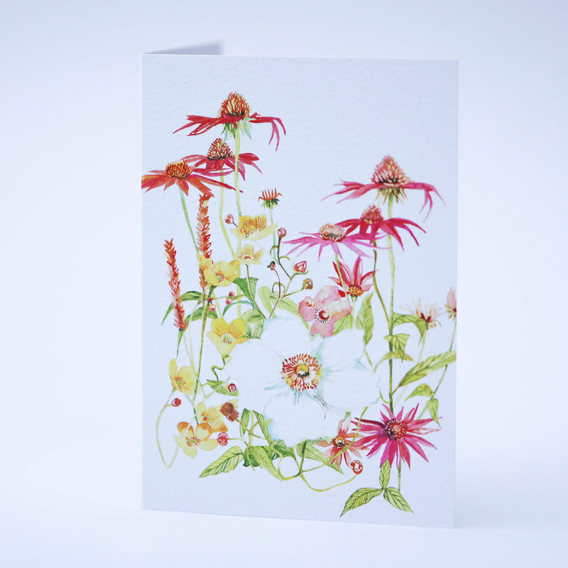 Echinacea Flower illustration by Danielle Morgan 