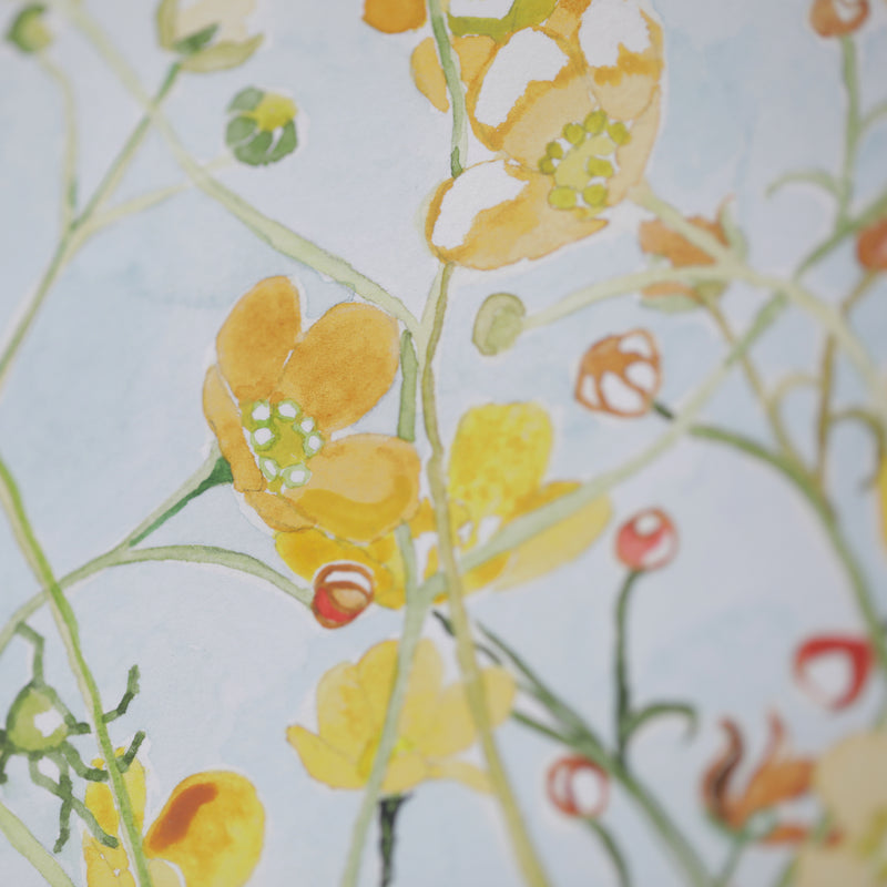 Buttercup watercolour painting by Danielle Morgan