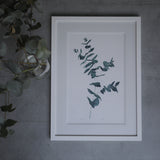 Eucalyptus watercolour painting by Danielle Morgan