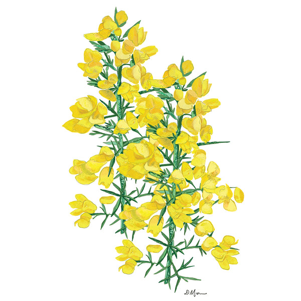 Gorse by Flax Fox