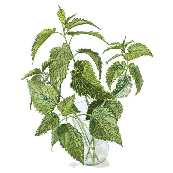 nettles by danielle morgan